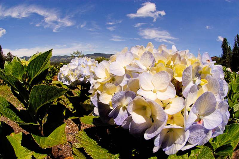 Hydrangea