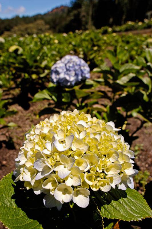 Hydrangea