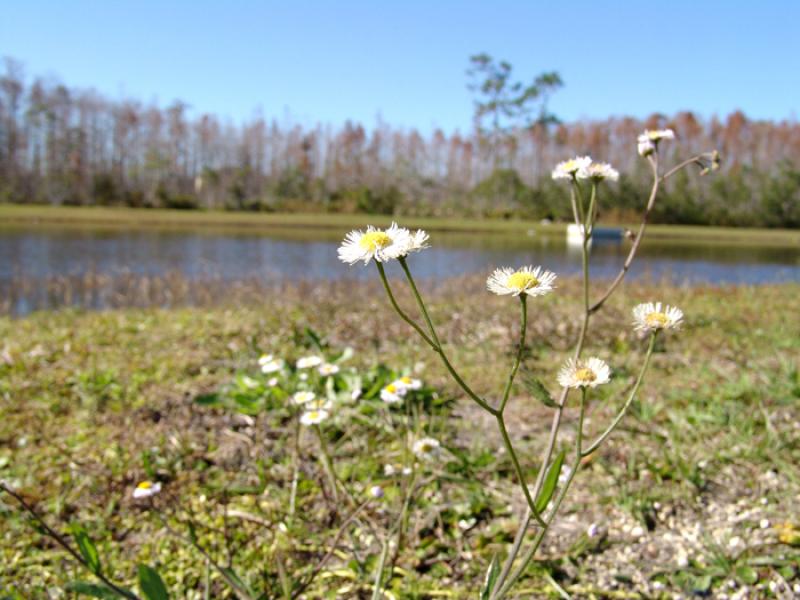 Flor Silvestre