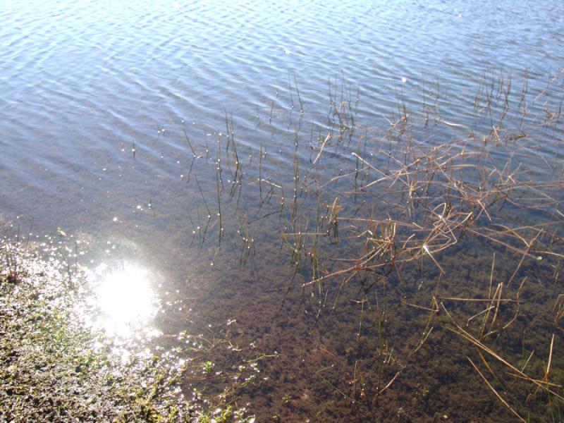 Plantas en el Agua