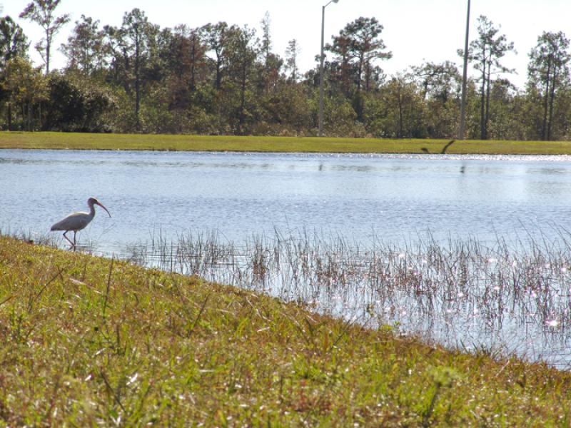 Garza a Orillas del Lago