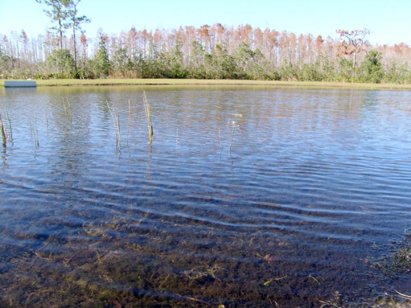 Lago en Orlando, Florida, Estados Unidos, America ...