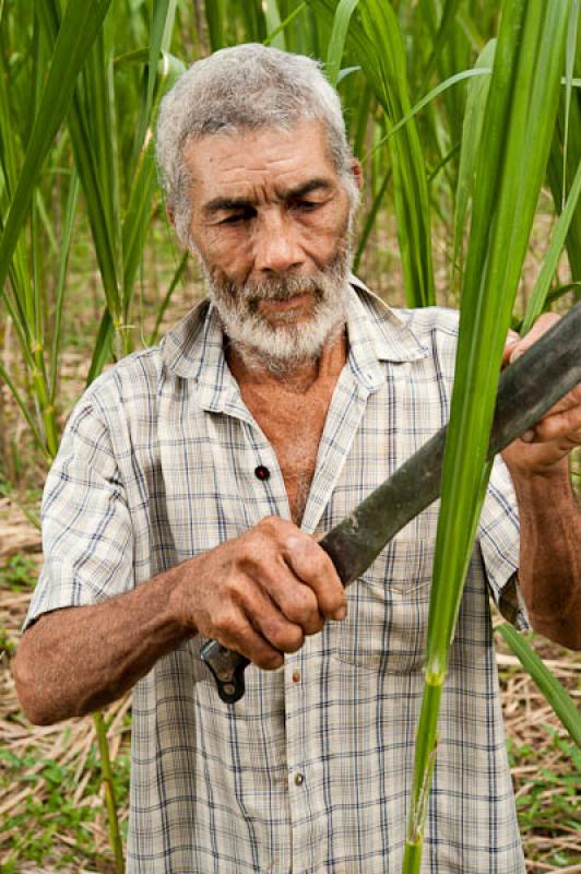 Campesino Recolectando 