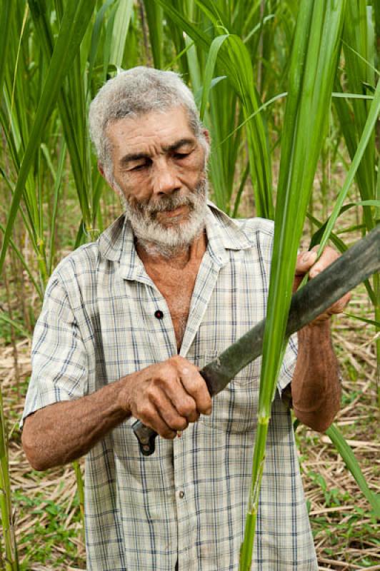 Campesino Recolectando 