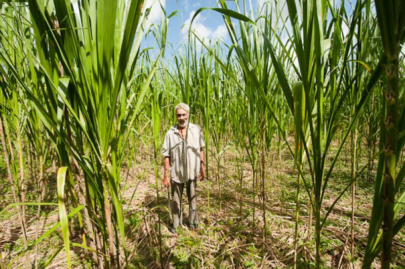 Campesino Recolectando 