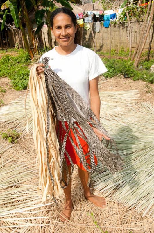 Campesina Recolectando CaÃ±a Flecha