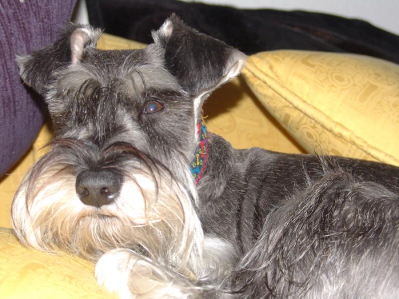 Schnauzer