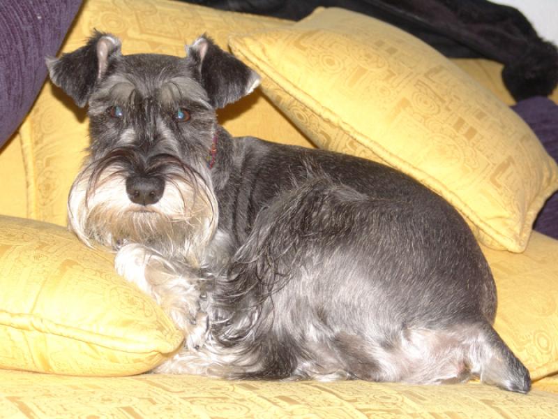 Schnauzer