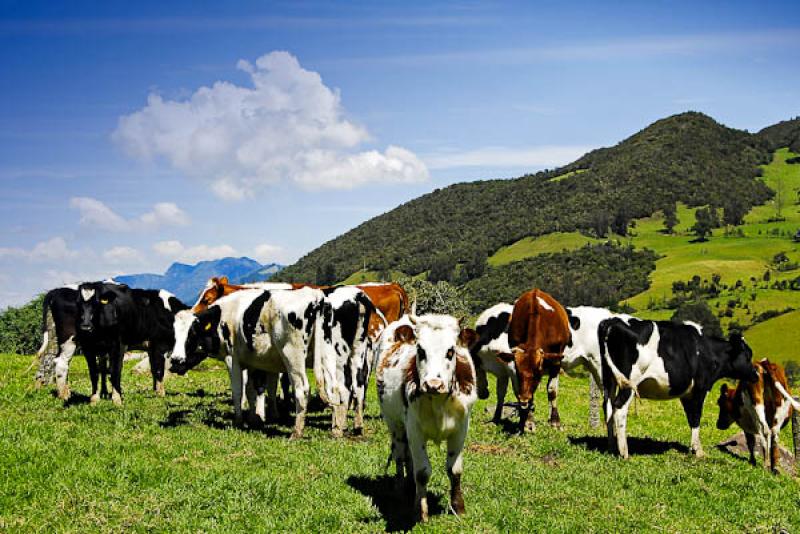 Ganado Vacuno, La Calera, Provincia del Guavio, Cu...