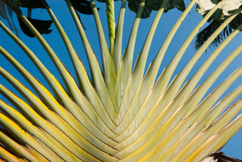 Ravenala madagascariensis