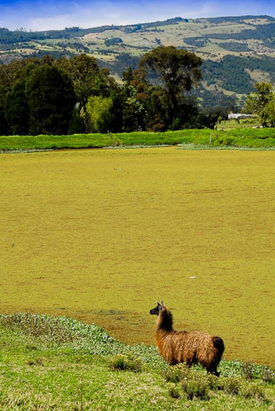 Paisaje de La Calera, Provincia del Guavio, Cundin...