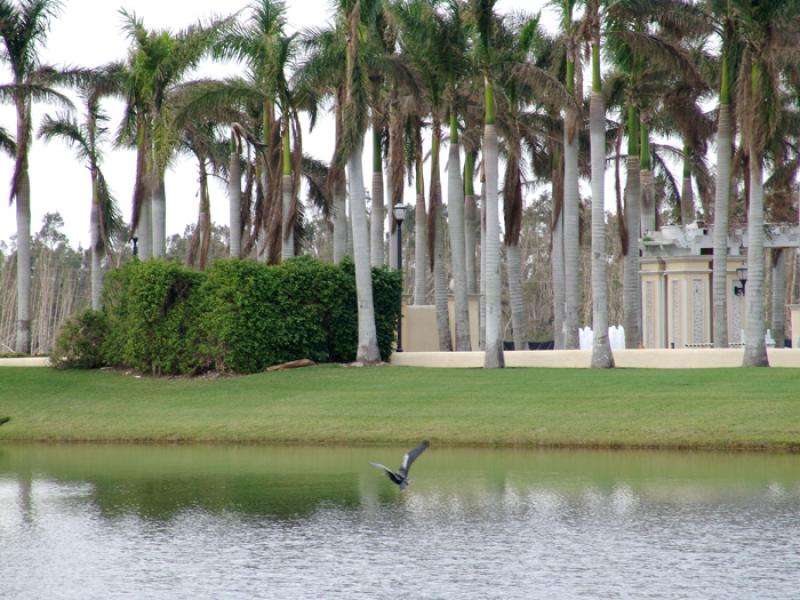 Palmas y Lago         