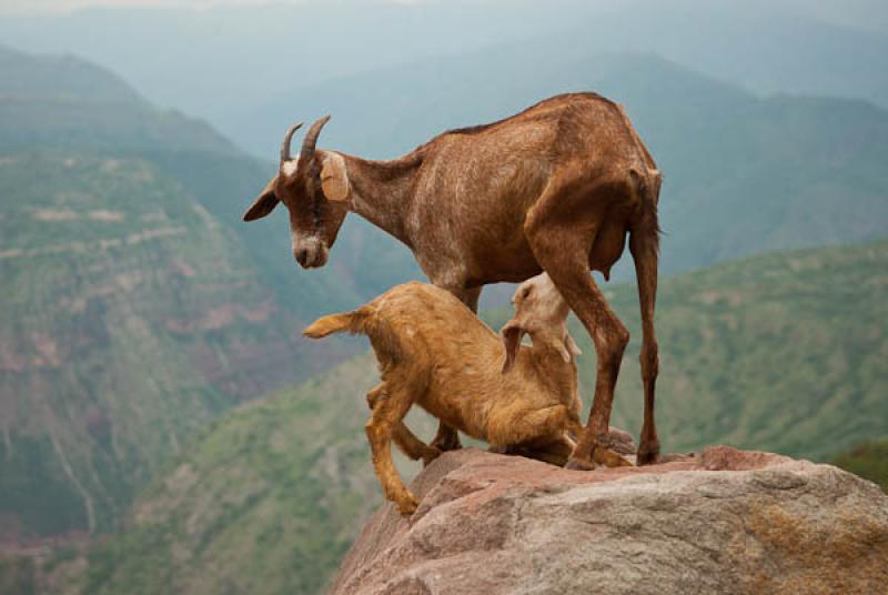 Cabras en el CaÃ±on, Santander, Bucaramanga, Col...