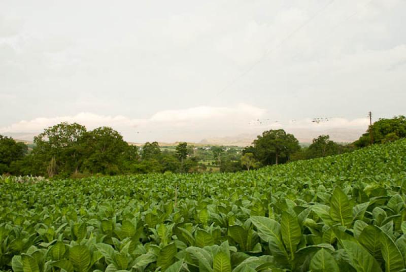 Cultivo de Tabaco, Giron, San Juan de Giron, Santa...