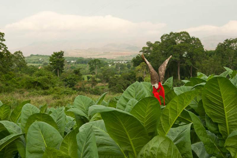 Cultivo de Tabaco, Giron, San Juan de Giron, Santa...