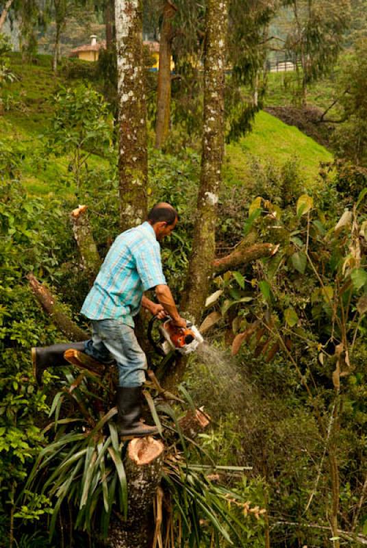 LaÃ±ador en Bello, Valle de Aburra, Medellin, An...