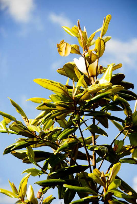 Detalle de un Arbol