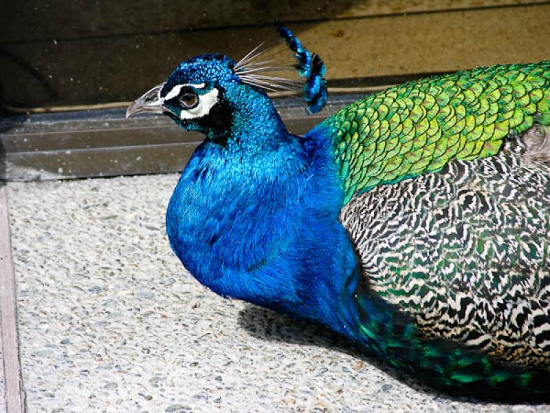 Pavo cristatus