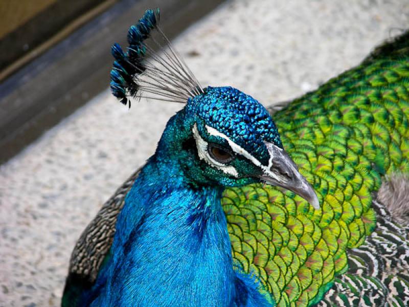 Pavo cristatus