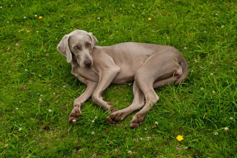 Weimaraner