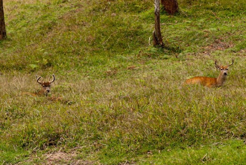 Odocoileus virginianus