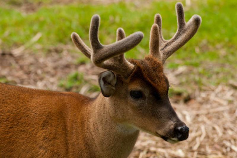 Odocoileus virginianus