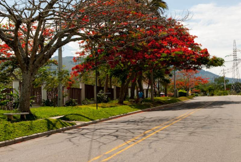 Delonix regia