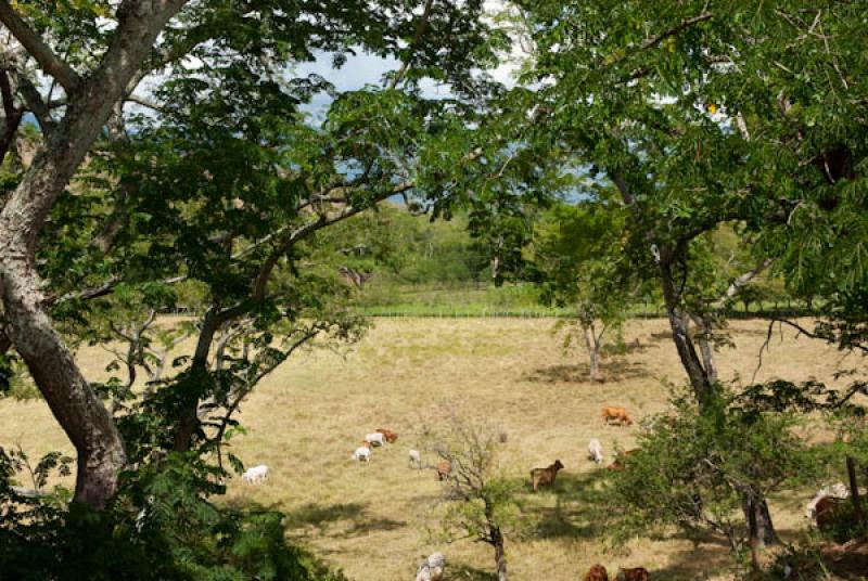 Ganado en el Campo, Santa Fe de Antioquia, Occiden...