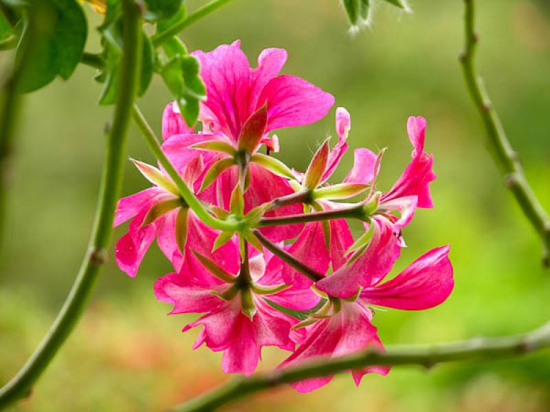 Geranium