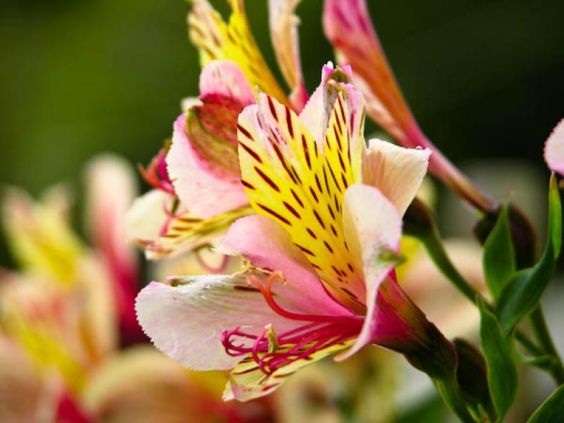 Alstroemeria