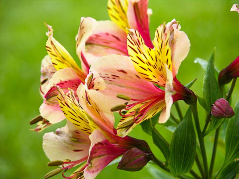 Alstroemeria