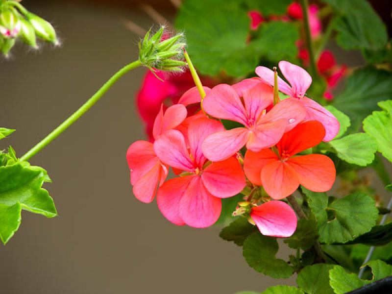 Geranium