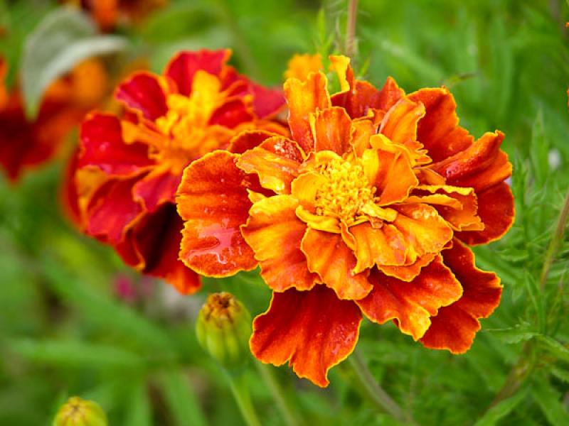 Tagetes patula