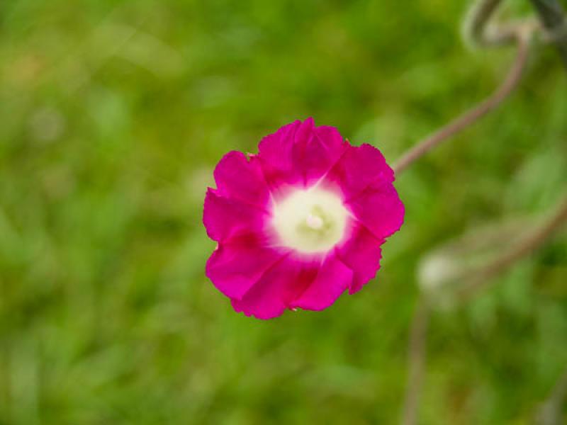 Ipomoea pes-caprae