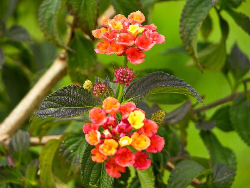 Lantana camara