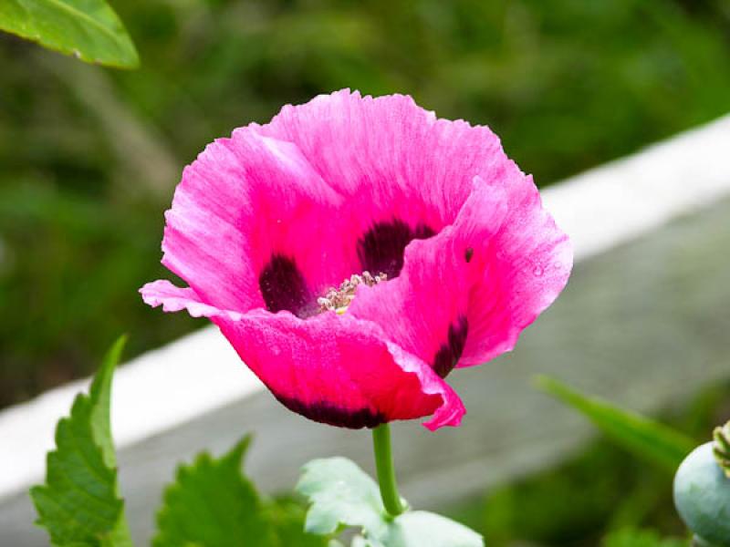 Papaver