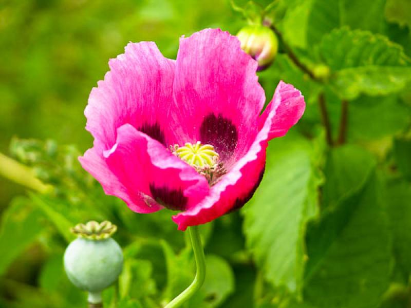 Papaver