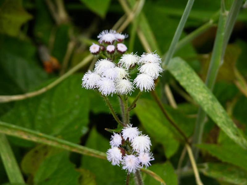 Flor Silvestre