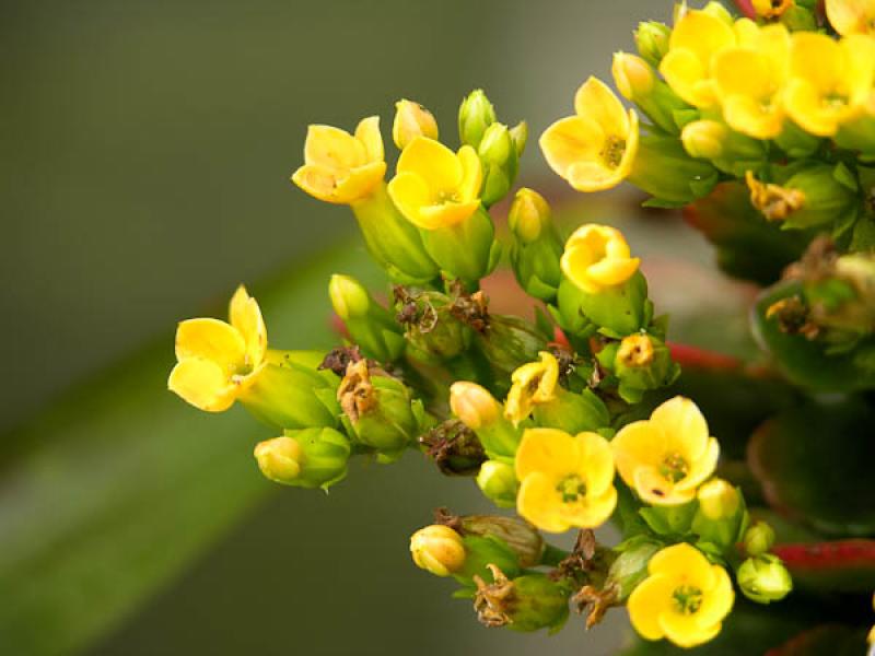 Flor Silvestre