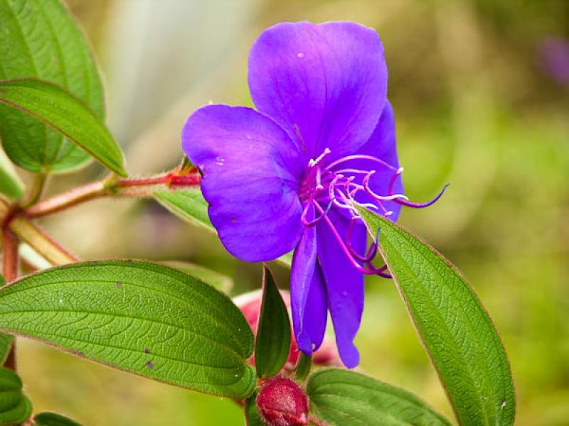 Tibouchina granulosa 