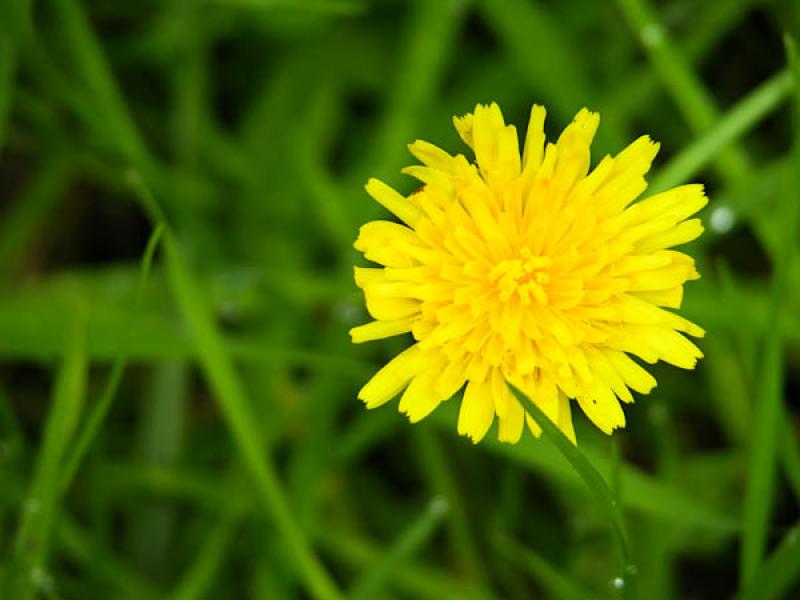 Taraxacum officinale