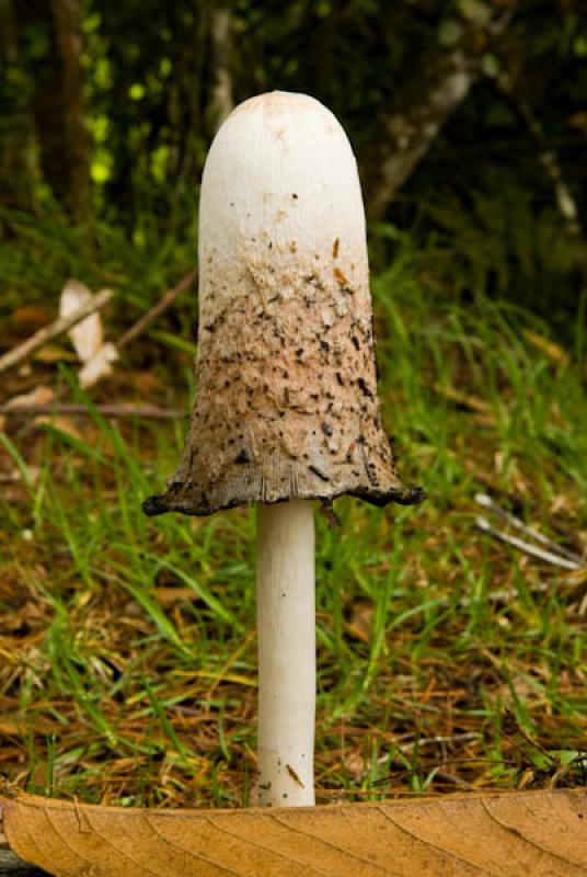 Coprinus comatus