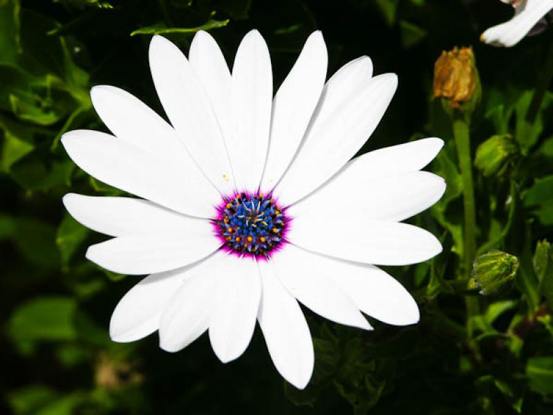 Osteospermum ecklonis