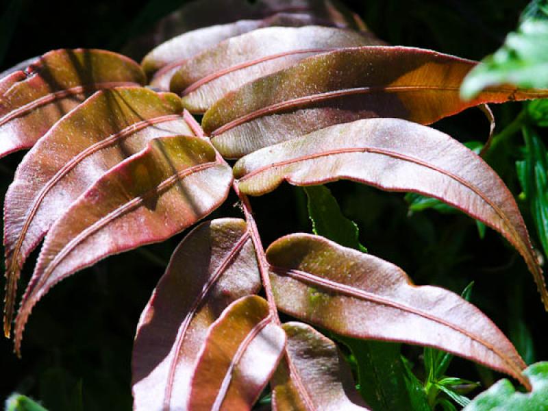 Detalle de una Planta