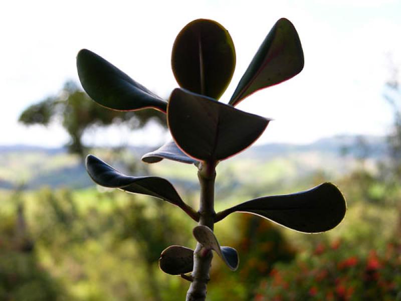 Detalle de una Planta