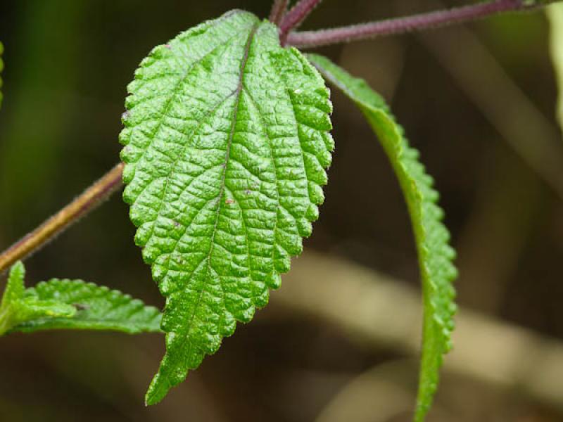 Detalle de una Hoja