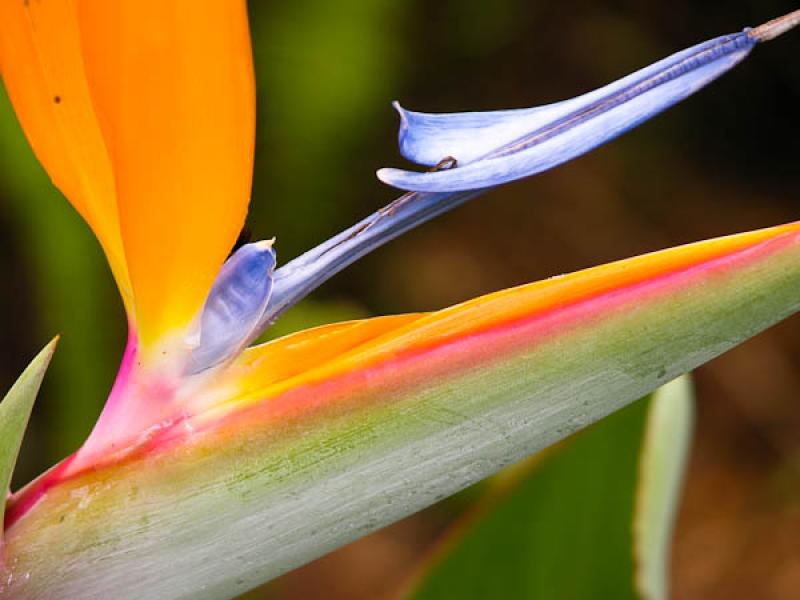 Strelitzia reginae