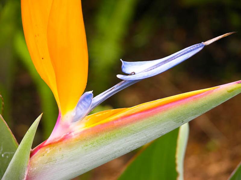 Strelitzia reginae