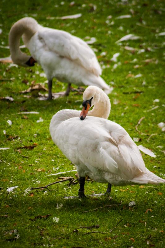 Cisnes, Brujas, Belgica, Brucelas, Europa Occident...