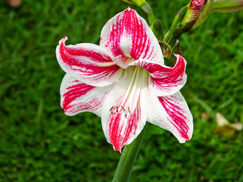 Hippeastrum vittatum